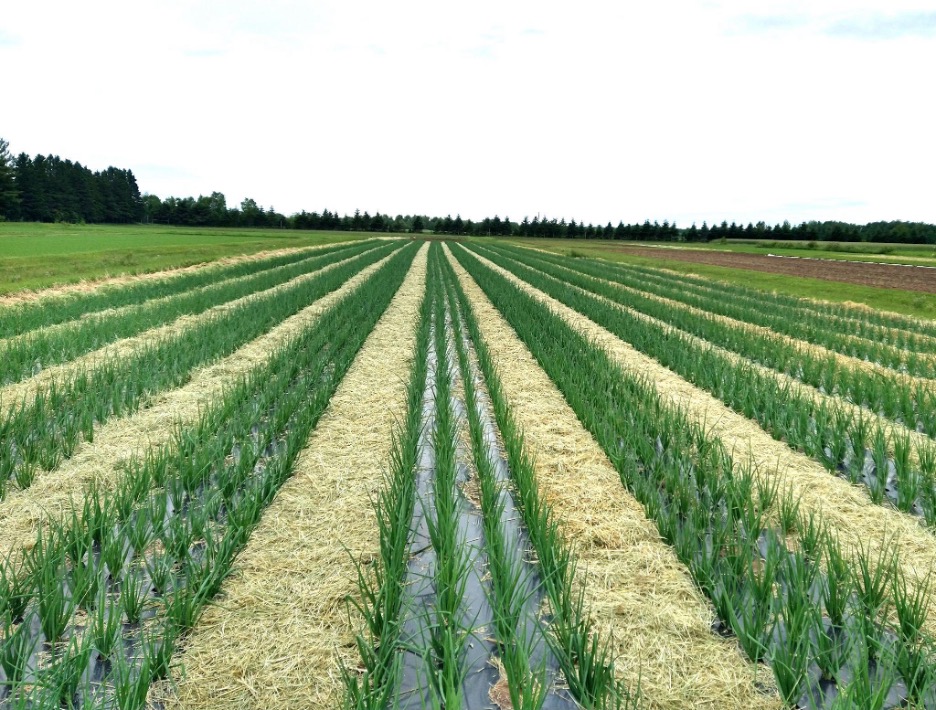 Rows of green onion plants growing with rye mulch