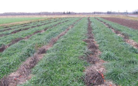 Field with rows of green cover crops with fallen tomatoes in the furrows.