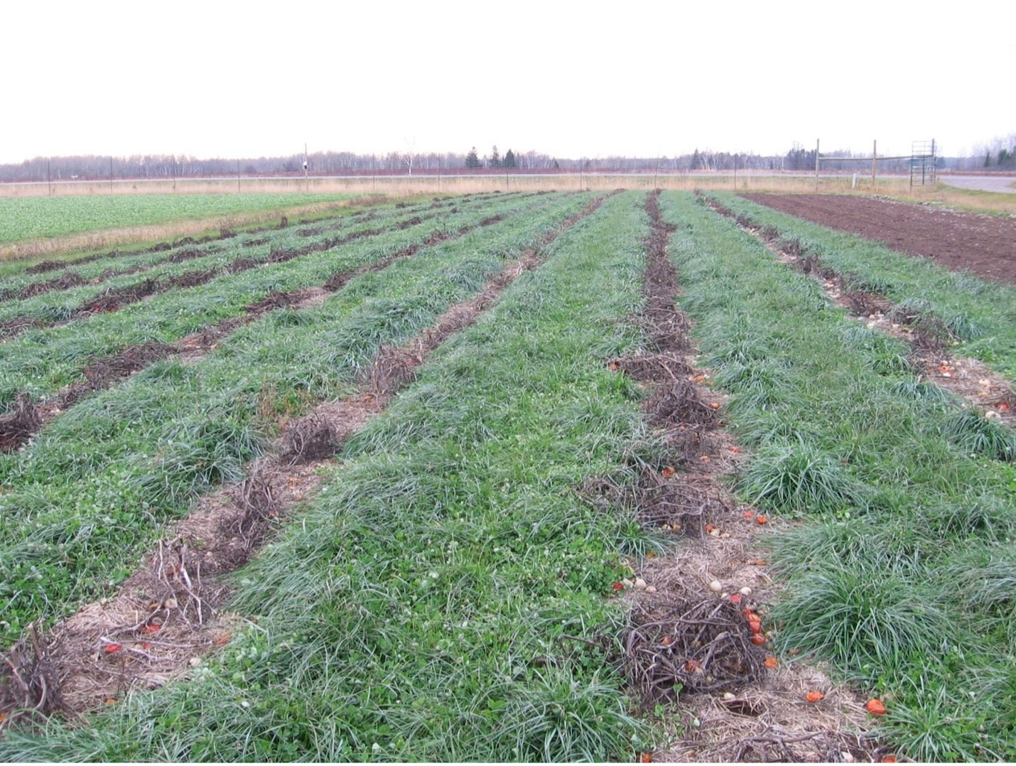 Field with rows of green cover crops with fallen tomatoes in the furrows.