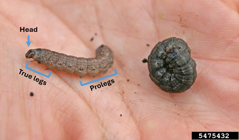 Two black cutworm larvae resting on a person's hand. The head, true legs, and prolegs are indicated by arrows.