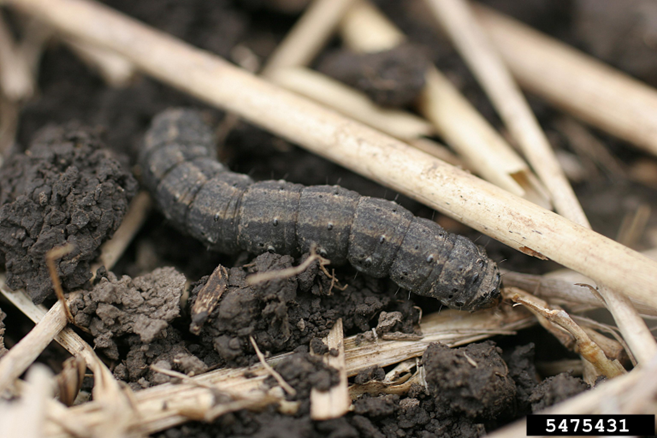 A black cutworm larva crawling through residue in a corn field.