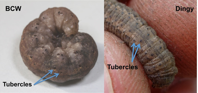 A side-by-side figure illustrates black cutworm on the left and dingy cutworm on the right. Arrows point out the wart-like tubercles on each body segment.