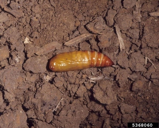 Light brown pupa resting on top of dark soil.