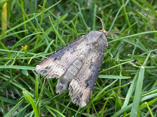 Black cutworm adult moth resting on top of green grass.