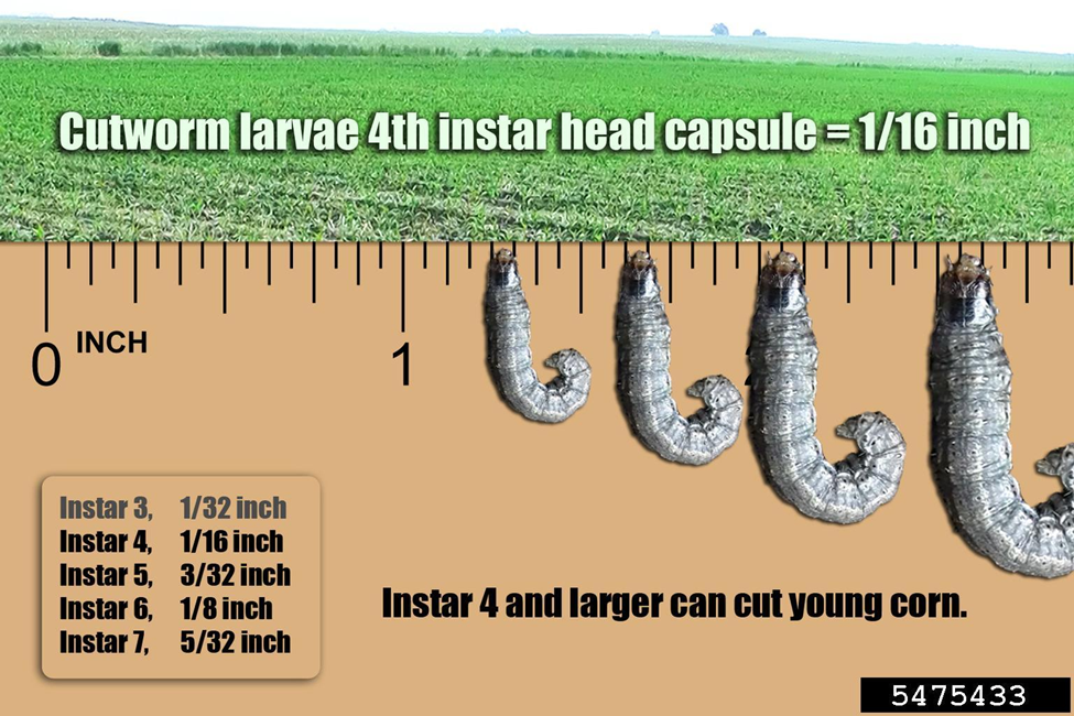 Figure showing the head capsule size of different black cutworm instars on a ruler.