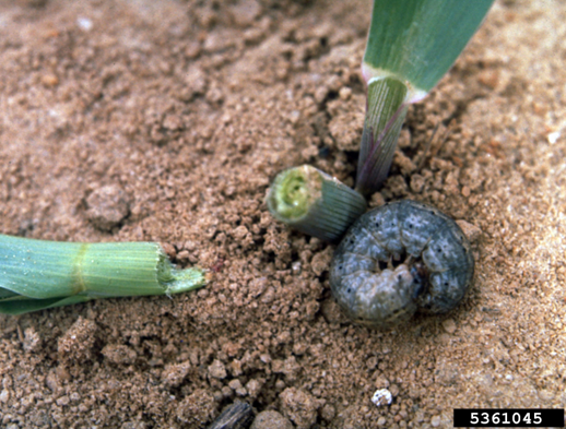 Black cutworm larva curled in "C" position resting on soil next to a small corn plant that was cut at the base.