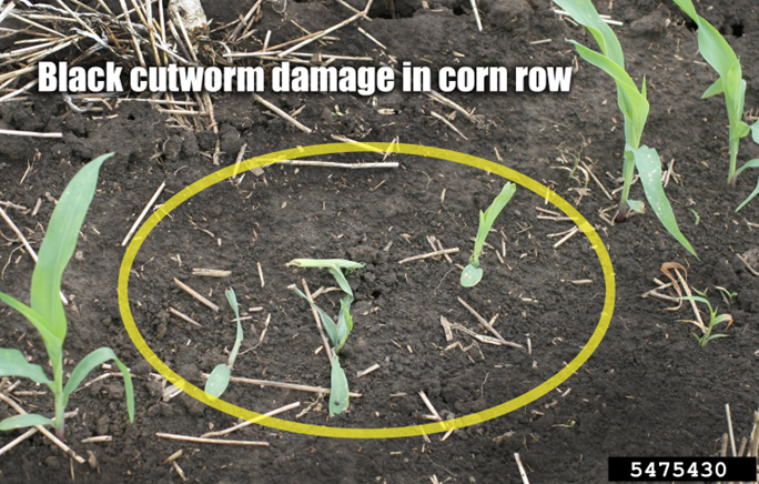 Figure showing three corn plants in a row damaged by black cutworm.