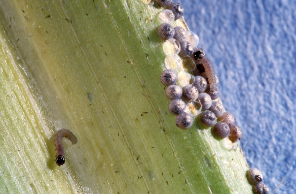 A small black cutworm larva crawls on a corn leaf. A cluster of purple-colored eggs are attached to the corn leaf.