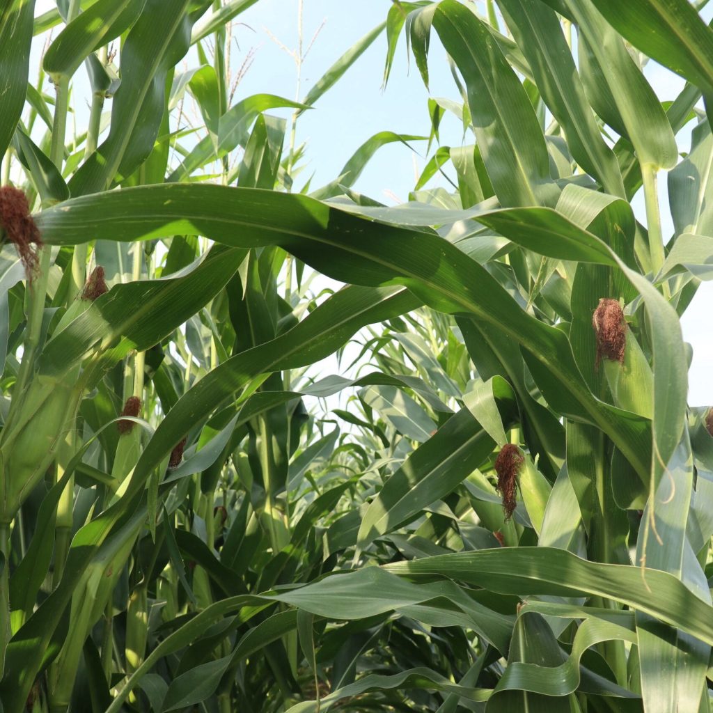 UW–Madison Division of Extension Provides Corn Grain Moisture Conversion Chart for 2026