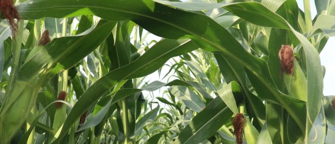 ▶ July 10 Ag Weather Outlook for Wisconsin
