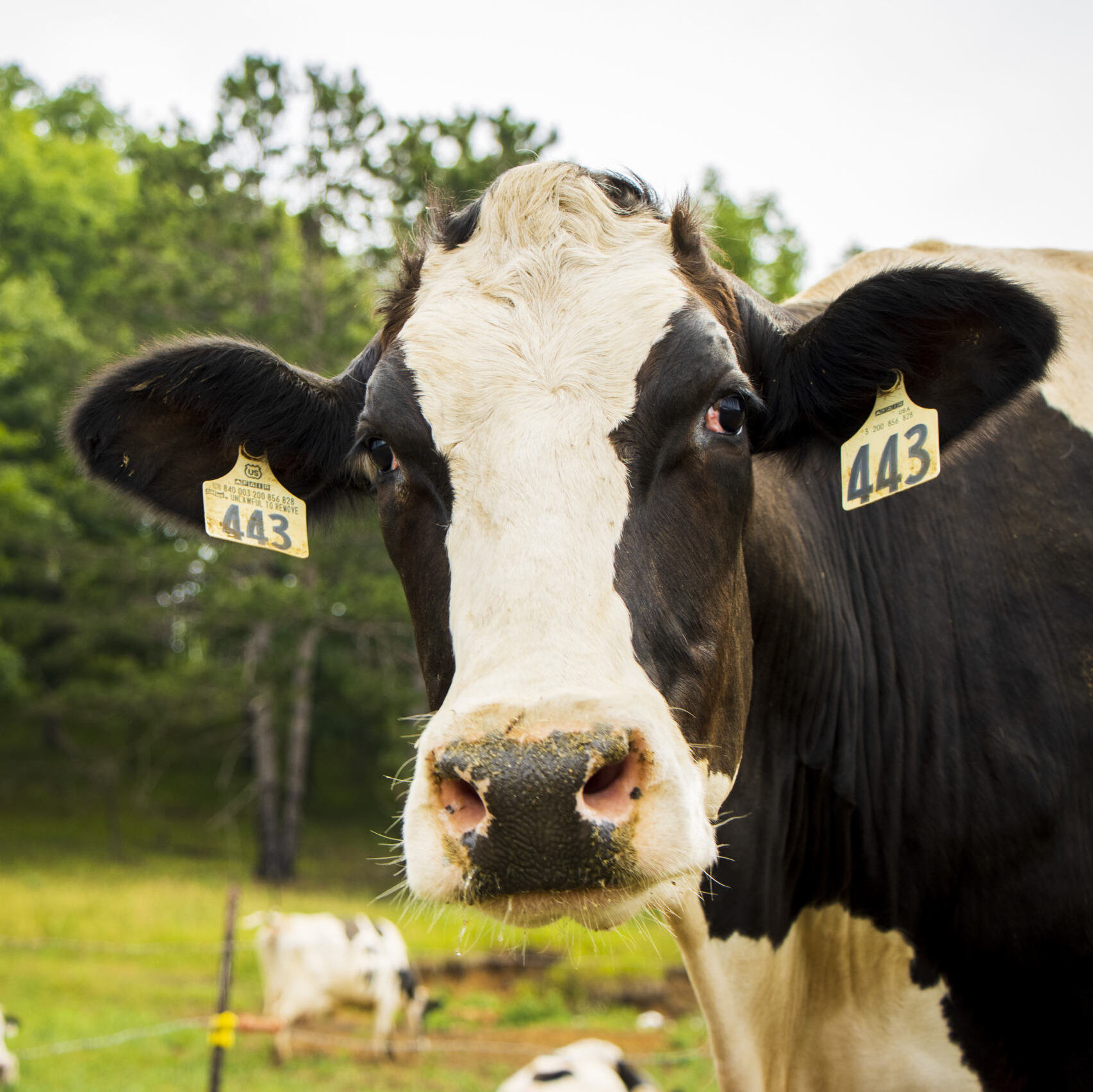 Black and white cow.