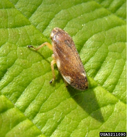 Small brown meadow spittlebug adult on bright green leaf surface, showing distinctive oval body shape and segmented legs.