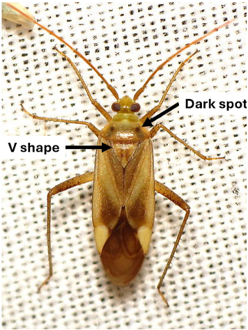 Alfalfa plant bug specimen with labeled features showing characteristic V-shape and dark spot on thorax.