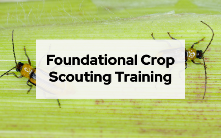 Hands-On Training for New Crop Scouts on May 19