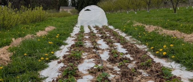 Notes from the Field: A Growers Perspective – Ben Kraus Chat #2