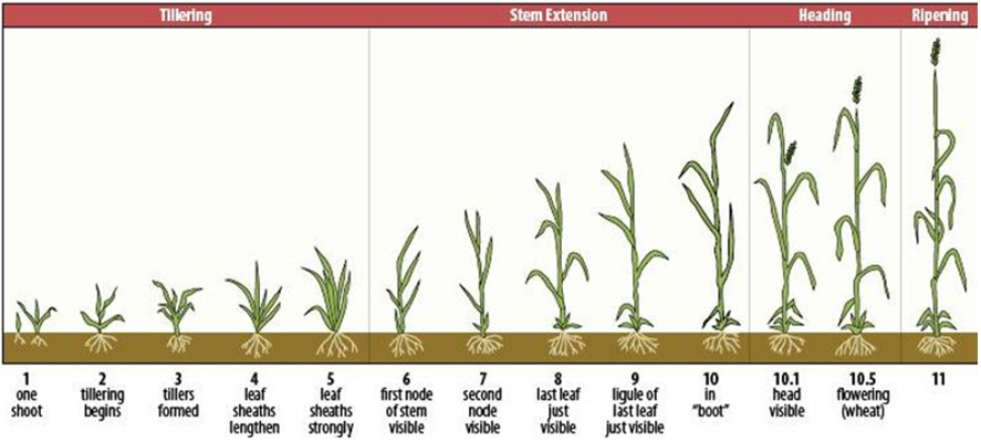 Diagram of wheat growth stages from one shoot to ripening, including tillering, stem extension, heading, and ripening phases.
