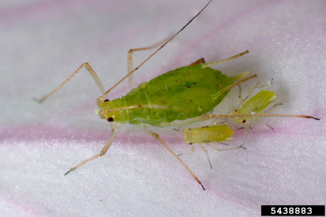 Green pea aphid displaying transparent legs, antennae, and distinctive pear-shaped body.