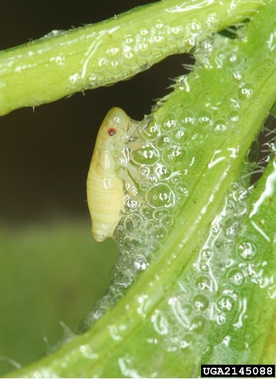 Pale yellow spittlebug nymph on green plant surrounded by spittle mass