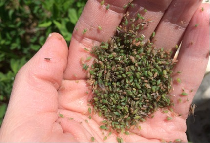 Hand holding numerous tiny green aphids collected during field scouting, demonstrating high pest population density.