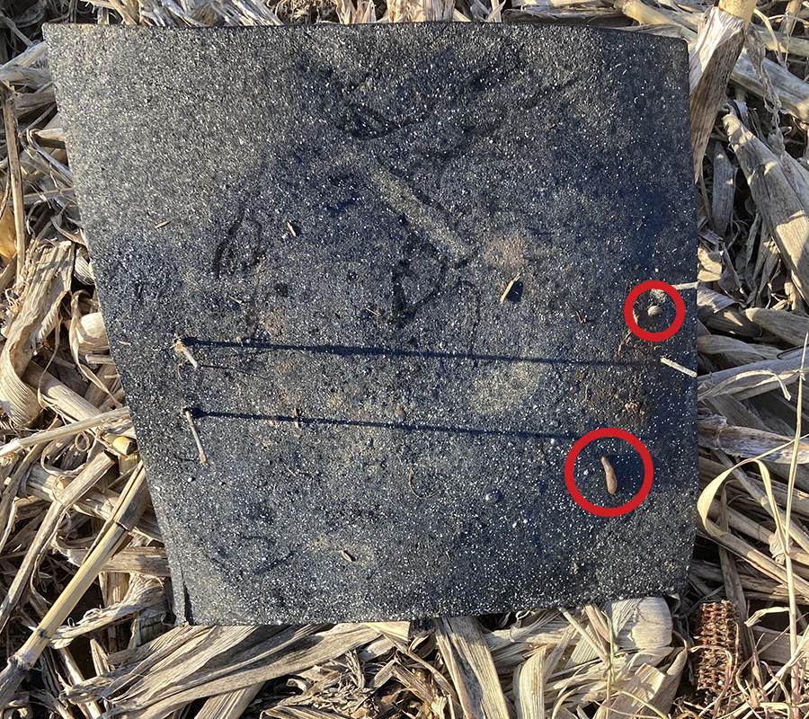 Two slugs circled in red on a black shingle trap among dried corn husks and stalks.