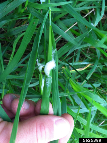 White frothy spittlebug mass on grass blade, showing characteristic protective foam.