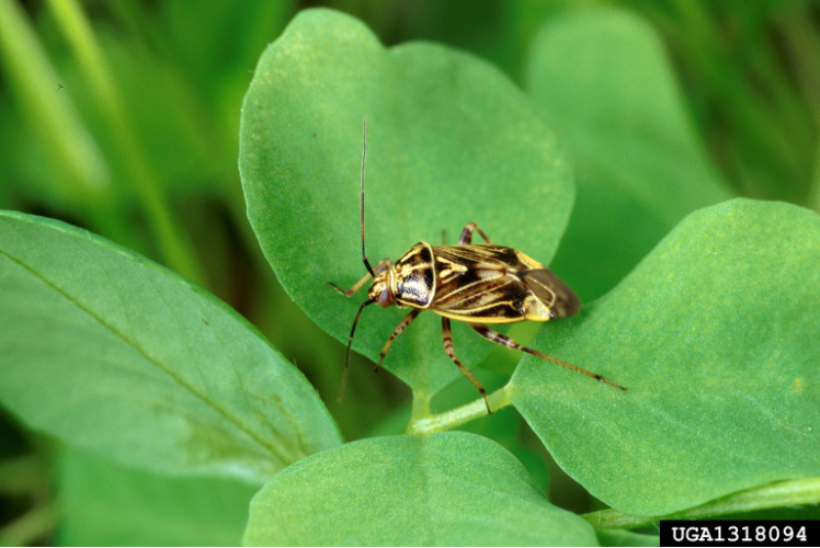 Tarnished plant bug adult on alfalfa leaf, displaying brown and gold coloration with distinctive wing markings.