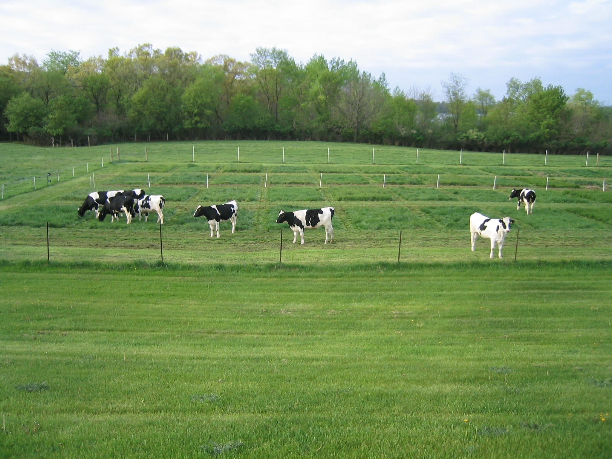 Six black and white cows grazing in a fenced grassy field with trees in the background.