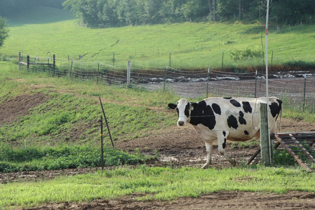 Listen: Discussing Climate Adaptation Strategies on Dairy Stream Podcast