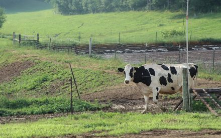 Holstein cow near wire fence in grassy field with trees in background.