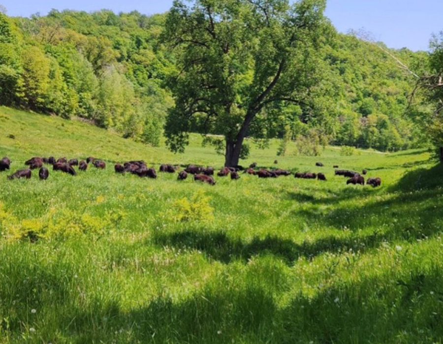 Lush green valley with stream, cattle grazing on hillsides