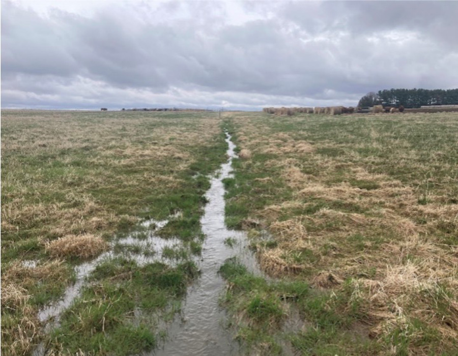 Path of water in a spring pasture