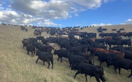 Grazing to Protect Surface Water: Considering critical and sensitive areas