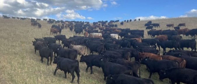 Grazing to Protect Surface Water: Considering critical and sensitive areas