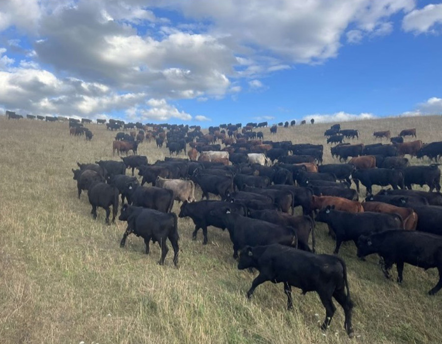 Black cattle herd grazing up hillside