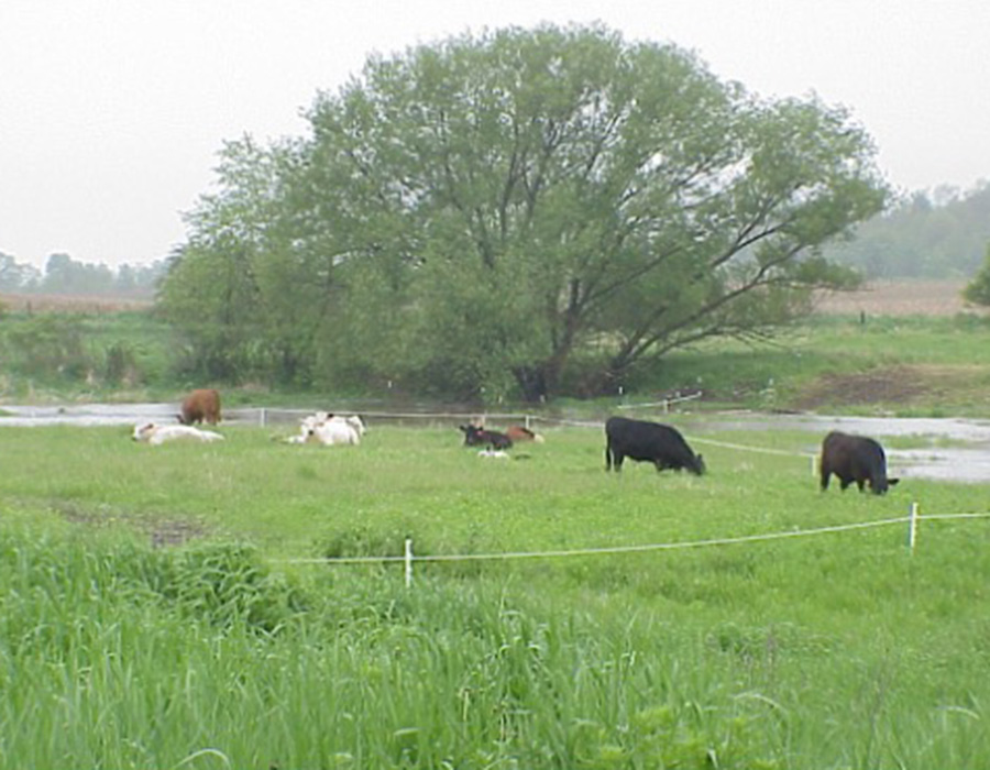 Cattle herd grazing along river bank