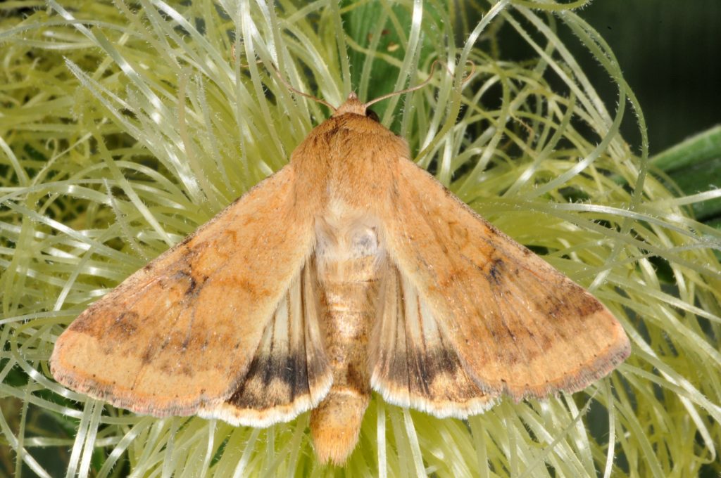 WI ⚠🐛 – Scout for Corn Earworm