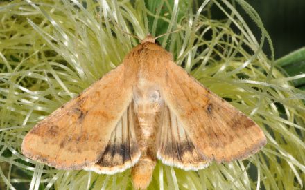 WI ⚠🐛 – Scout for Corn Earworm