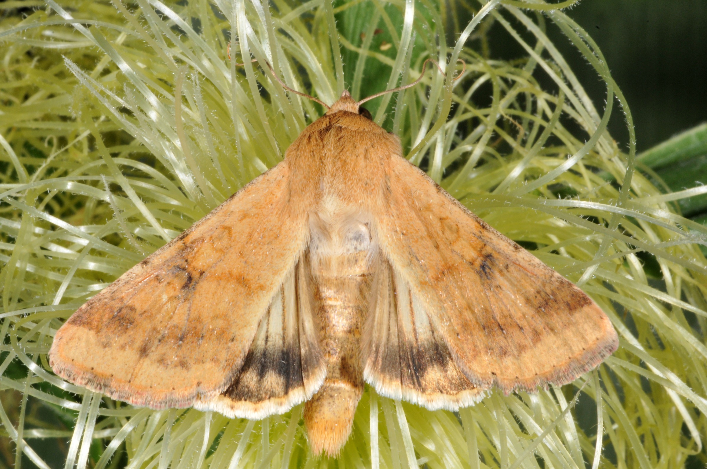 A brown moth with darker brown wing markings rests on a cluster of light green, thin, corn silks. Its wings are spread open, revealing detailed patterns and textures.