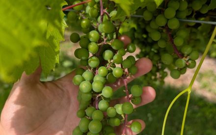 Wisconsin Fruit Crop Scouting Report: July 16, 2025