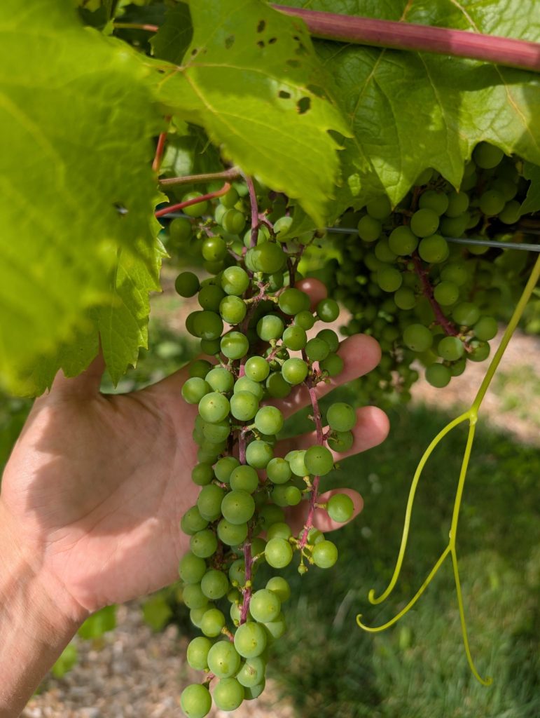 Wisconsin Fruit Crop Scouting Report: July 16, 2025