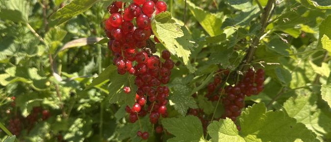 Notes from the Field: A Growers Perspective – Ben Kraus Chat #7