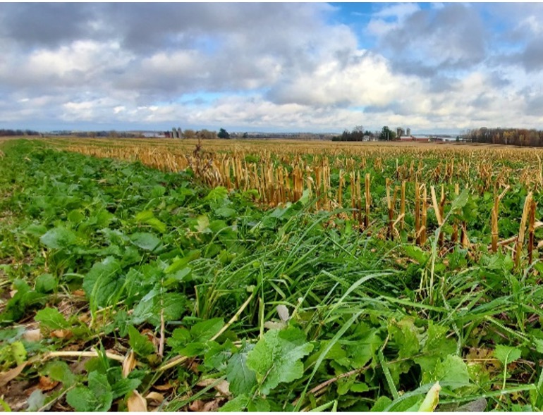 An interseeded mixture of annual ryegrass, brassicas, and clover