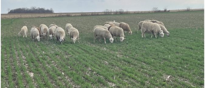 Grazing Cover Crops and Annual Forages