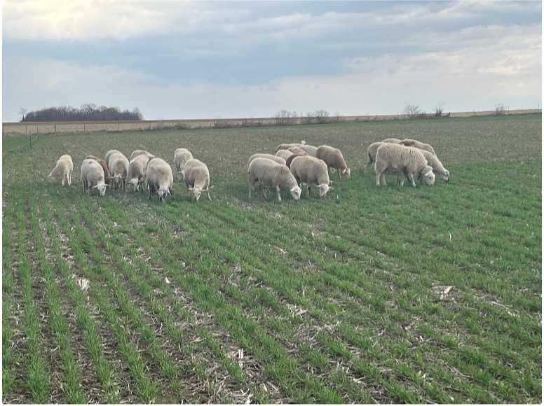 Sheep flock grazing in green field with crop stubble rows