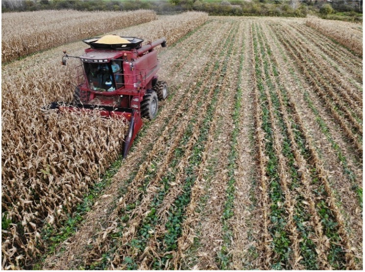 Red combine harvester working in corn field with green cover crop between rows