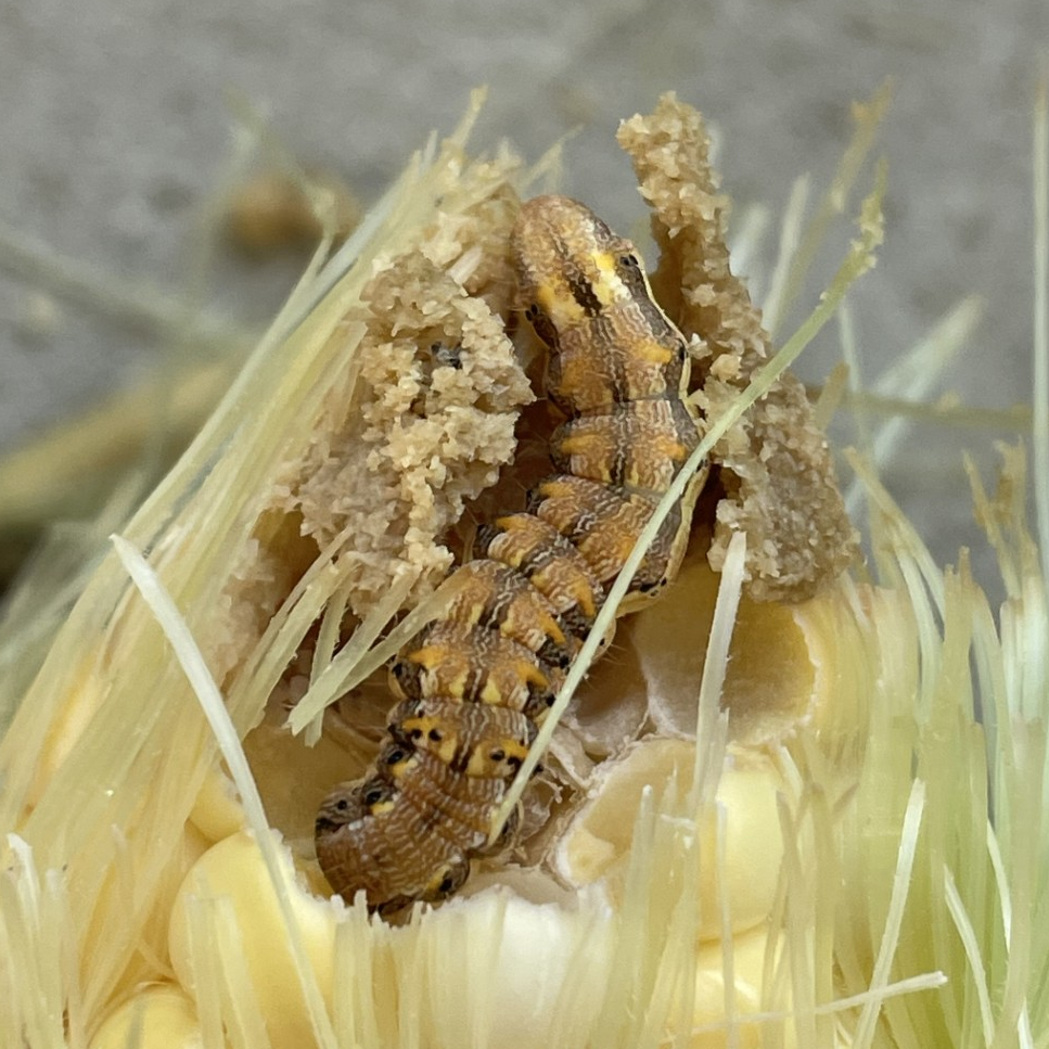 Close-up of a corn ear with yellow kernels and green husks. A brown caterpillar rests on top, partially covered by silk and debris. The background is blurred to highlight the insect and corn.