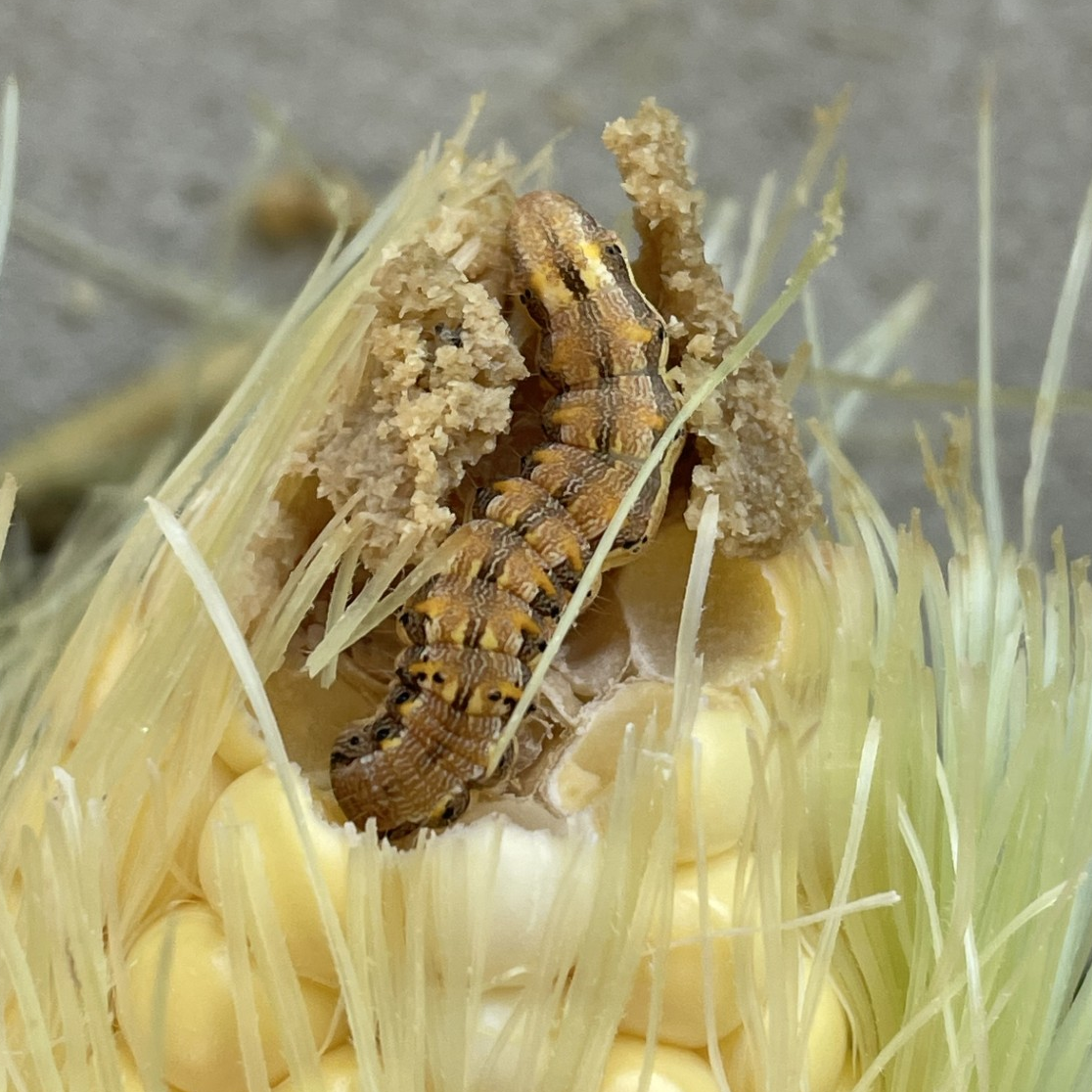 Close-up of a corn ear with yellow kernels and green husks. A brown caterpillar with black stripes and spots is emerging from the top, surrounded by corn silk and feeding on the kernels.