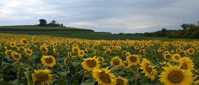 Field Notes Episode 27: Sunflower Production in Wisconsin