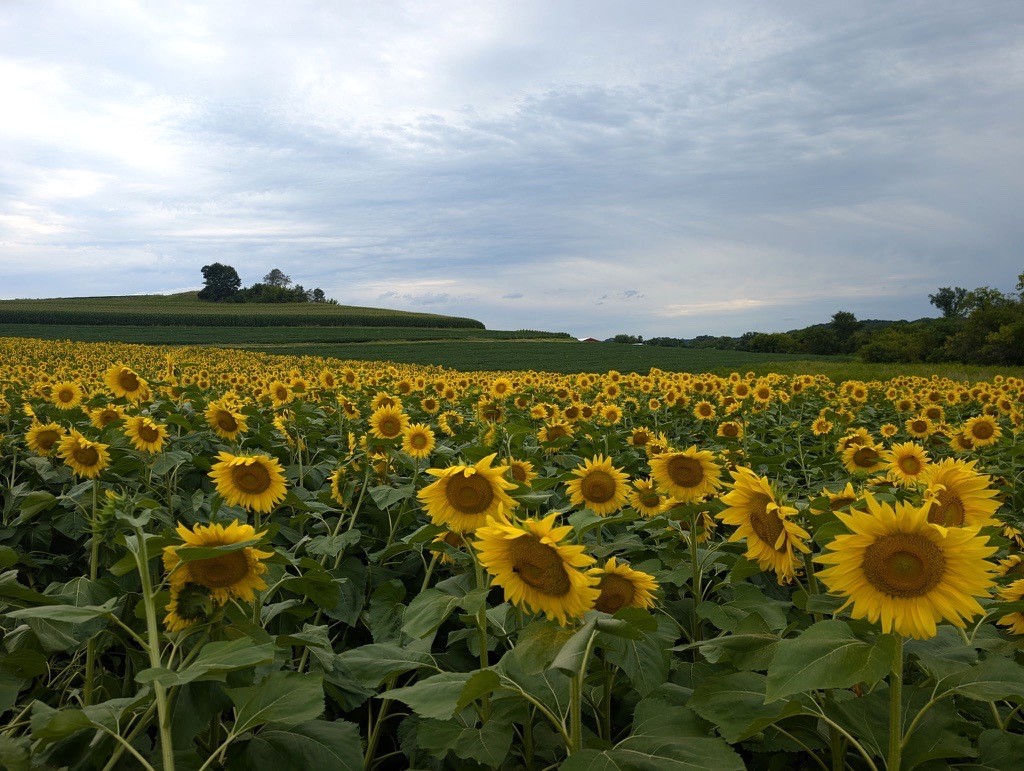 PDP’s Dairy Signal Features Dane Elmquist on Conservation Cropping to Support Beneficial Insects and Improve Pest Management