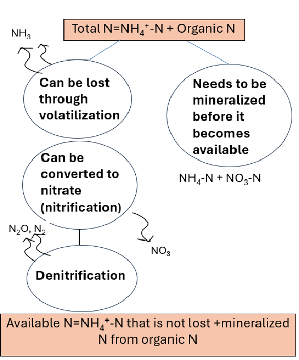 Nitrogen flowchart showing loss, mineralization, nitrification, and denitrification pathways.